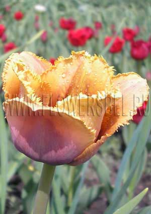 ������� ������� (Tulip The Skipper)