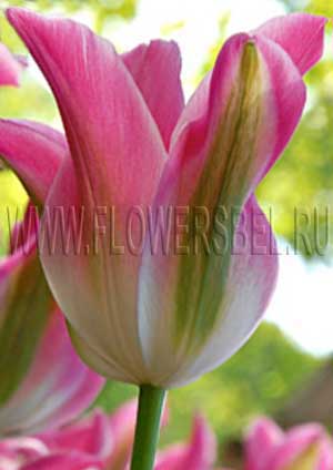   (Tulip Florosa)