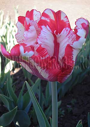 Тюльпан Эстелла Рейнвельд (Tulip Estella Rijnveld)