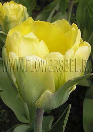 ������� ������� (Tulip Akebono)