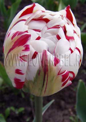     (Tulip Carnaval de Nice)