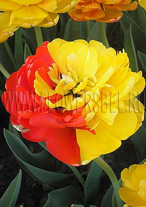 ���������� ������� ���� ����� �� ��������� (Photo Tulip Double Beauty of Apeldoorn)
