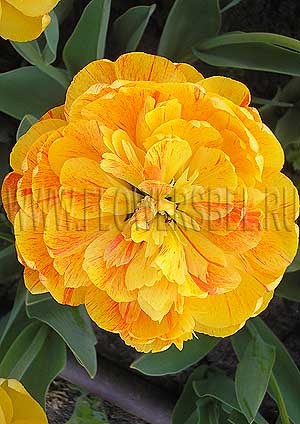 ���������� ������� ���� ����� �� ��������� (Photo Tulip Double Beauty of Apeldoorn)