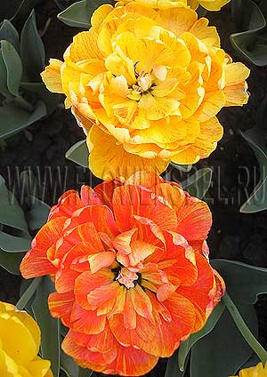 ���������� ������� ���� ����� �� ��������� (Photo Tulip Double Beauty of Apeldoorn)