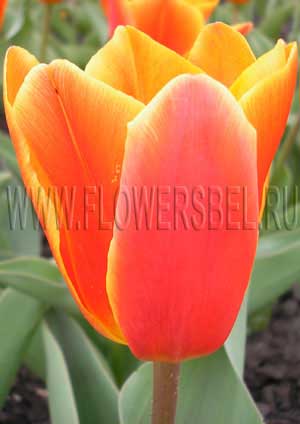 ������� ���� ������� (Tulip Early Harvest)