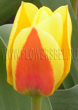 ������� ������ (Tulip Stresa)