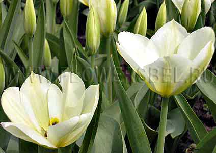 ���������� ������� ��������� (Photo Tulip Purissima)