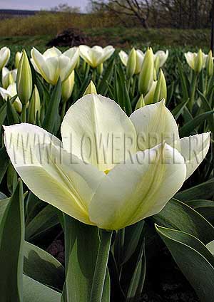 ���������� ������� ��������� (Photo Tulip Purissima)
