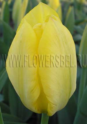 ���������� ������� ����� ��������� (Photo Tulip Yellow Purissima)