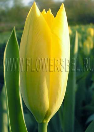 ���������� ������� ����� ��������� (Photo Tulip Yellow Purissima)