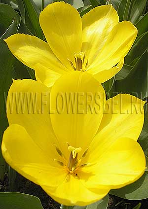     (Photo Tulip Yellow Purissima)