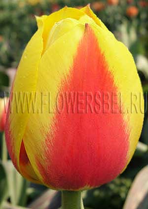 ���������� ������� �������� �������� (Photo Tulip Oriental Splendour)
