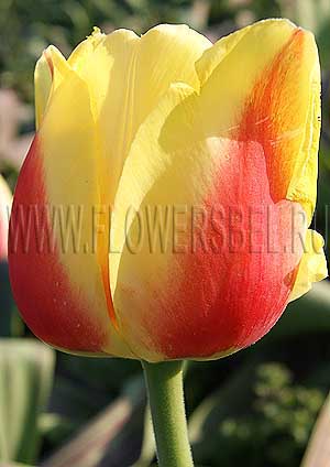 ���������� ������� �������� �������� (Photo Tulip Oriental Splendour)