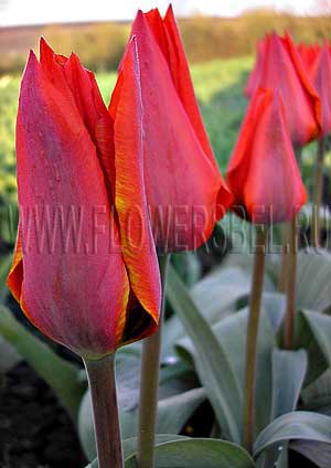 ���������� ������� ��������� ������� (Photo Tulip Princesse Charmante)