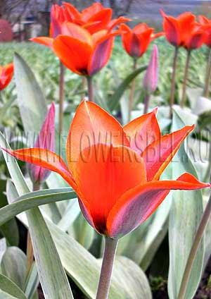 ���������� ������� ��������� ������� (Photo Tulip Princesse Charmante)
