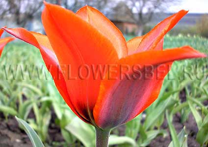 ���������� ������� ��������� ������� (Photo Tulip Princesse Charmante)