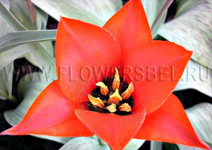 ���������� ������� ��������� ������� (Photo Tulip Princesse Charmante)