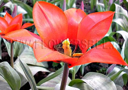 ���������� ������� ��������� ������� (Photo Tulip Princesse Charmante)
