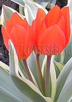     (Photo Tulip Praestans Unicum)