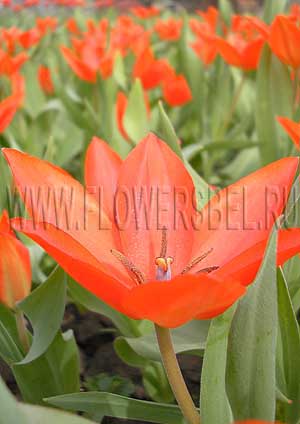 ���������� ������� �������� ���������� (Photo Tulip Praestans Zwanenberg)