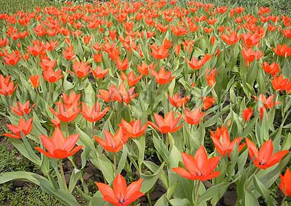 ���������� ������� �������� ���������� (Photo Tulip Praestans Zwanenberg)