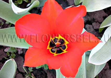 ���������� ������� ������� (Photo Tulip Eichler)
