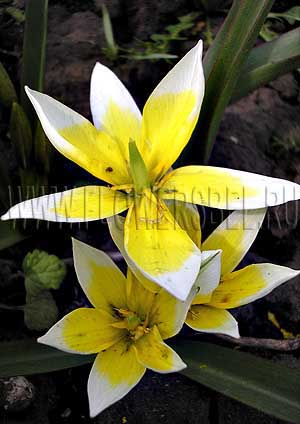 ���������� ������� ����� (Photo Tulip Tarda)