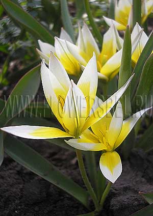 ���������� ������� ����� (Photo Tulip Tarda)
