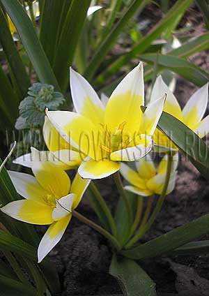���������� ������� ����� (Photo Tulip Tarda)
