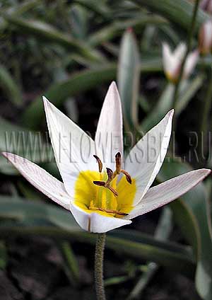 ���������� ������� ������������ (Photo Tulip Turkestanica)