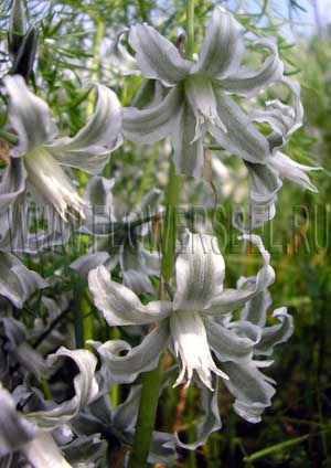 ������������ ���� (Ornithogalum boucheanum (Kunth) Asch)