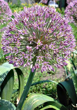 ���������� ��� ������ (Photo Allium Globus)