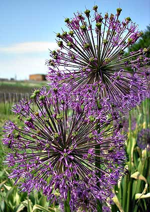 ���������� ��� ����������� (Photo Allium Aflatunense) 