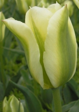 8 класс. Зеленоцветные тюльпаны