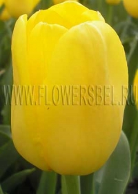 Фотография Тюльпан Ермак (Photo Tulip Roi Du Midi)