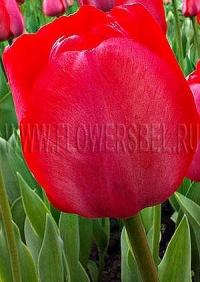 Фотография Тюльпан Гордон Купер (Photo Tulip Gordon Cooper)