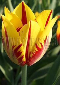 Фотография Тюльпан Микки Маус (Photo Tulip Mickey Mouse)