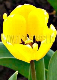 Фотография Тюльпан Голден Апельдорн (Photo Tulip Golden Apeldoorn)