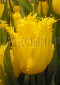 Фотография Тюльпан Лаверок (Photo Tulip Laverock)
