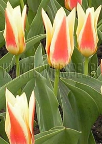 Фотография Тюльпан Корона (Photo Tulip Corona)