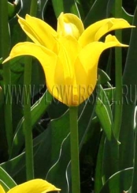 Фотография Тюльпан Баллада Голд (Photo Tulip Ballade Gold)