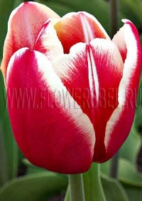 Фотография Тюльпан Лин ван дер Марк (Photo Tulip Leen van der Mark)