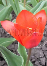 Фотография Тюльпан Маджестик (Photo Tulip Magjestic)