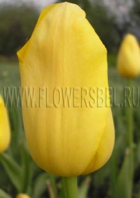 Фотография Тюльпан Ермак (Photo Tulip Roi Du Midi)