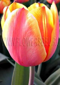Тюльпан Форготтен Дримз (Tulip Forgotten Dreams)