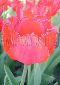 Фотография Тюльпан Кристал Бьюти (Photo Tulip Crystal Beauty)