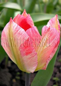 Фотография Тюльпан Фламинг Пуриссима (Photo Tulip Flaming Purissima)