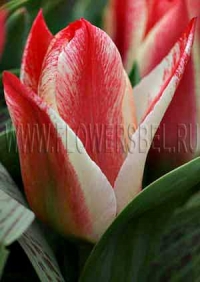 Фотография Тюльпан Царь Петр (Photo Tulip Czaar Peter)