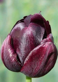 Фотография Тюльпан Блек Хиро (Photo Tulip Black Hero)