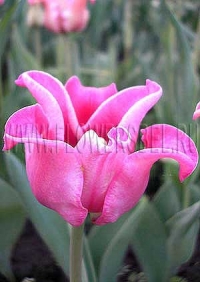 Фотография Тюльпан Пикче (Photo Tulip Picture)